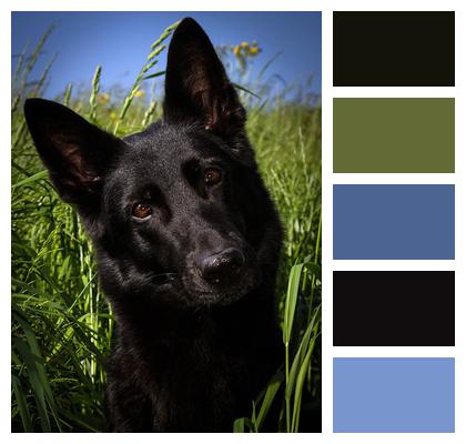Black Shepherd Dog Dog Image